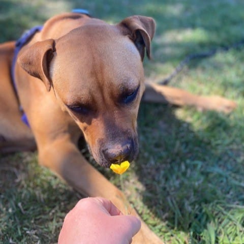 Willow sniffs a buttercup to see if she likes butter