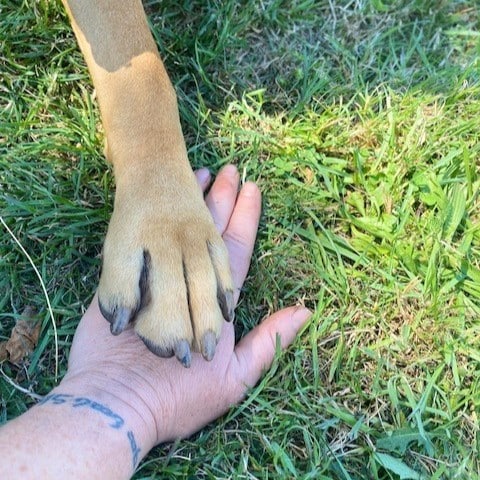 Willow with her paw in one of her mums' hands