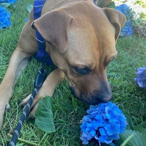 Willow stops to smell the hydrangeas