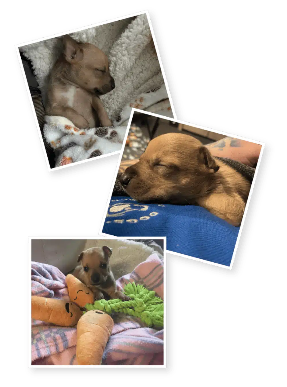 Photo collage of Blossie's recovery journey