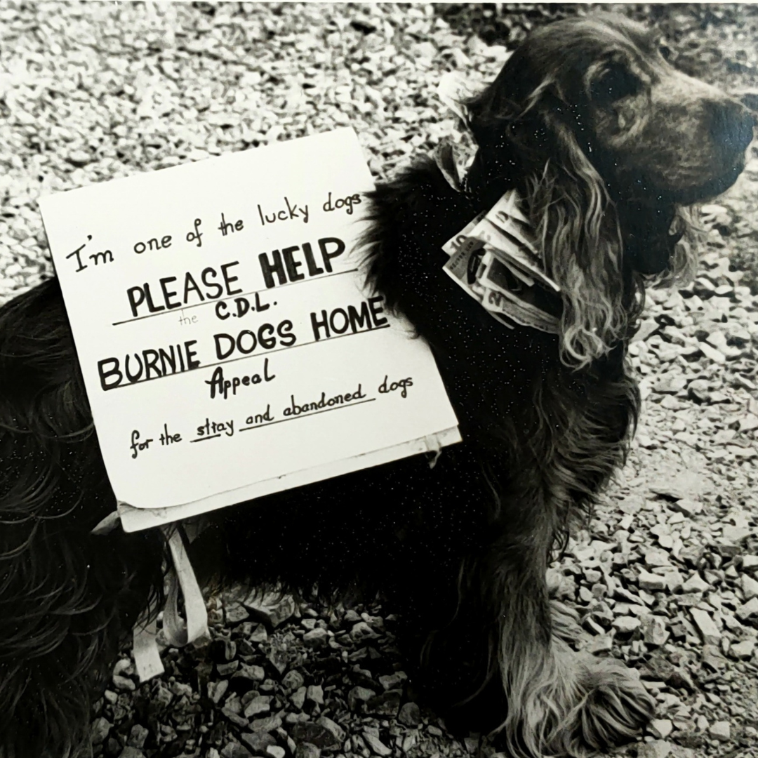 'Della' the four-legged fundraiser