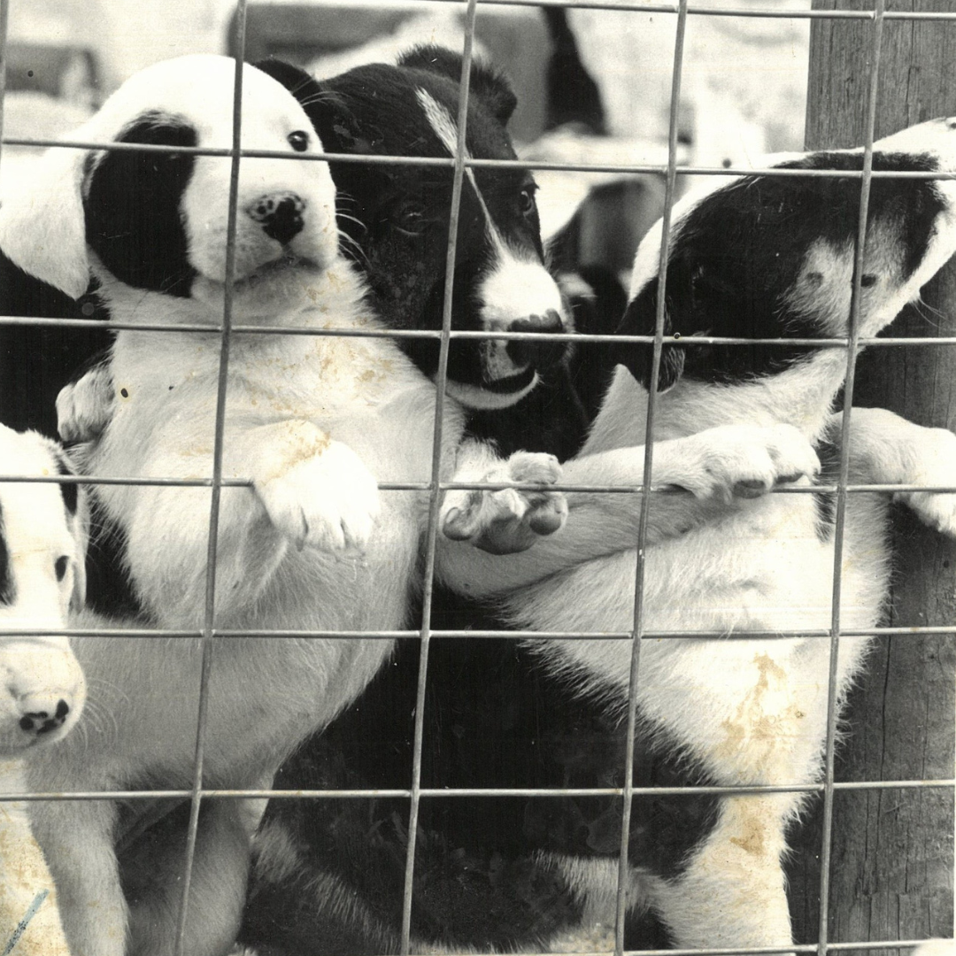 Puppies at the Derwent Park Home