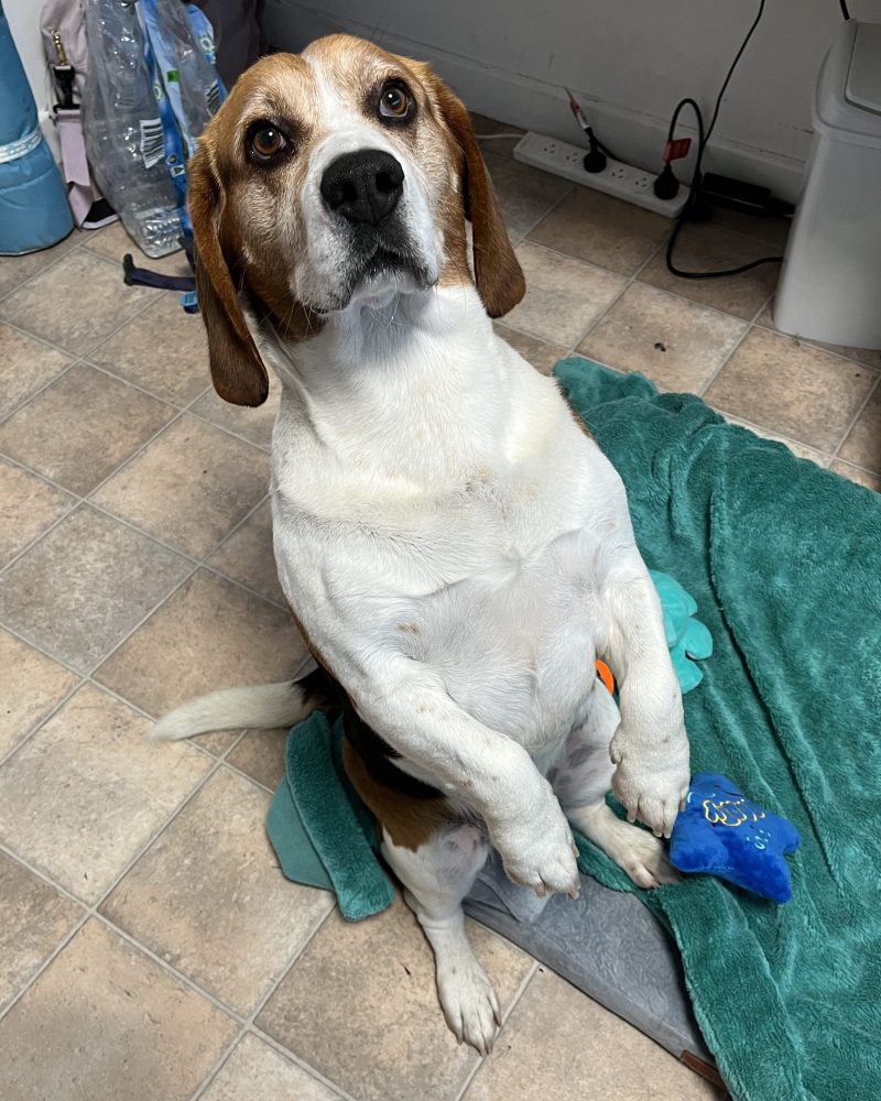 Basil on his back legs begging for a treat