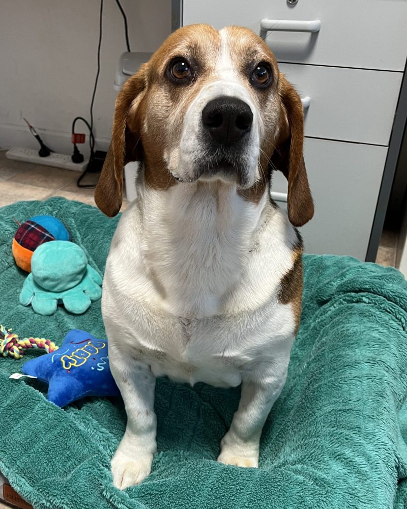 Basil sitting inside politely waiting for a treat