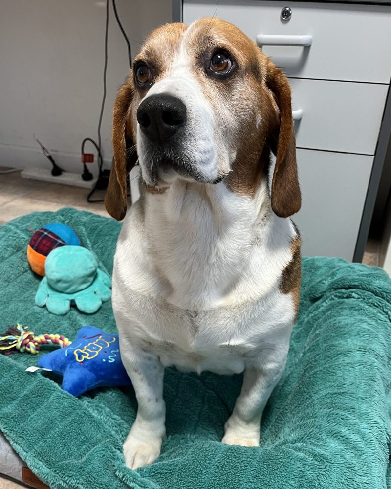 Basil sitting inside politely waiting for a treat