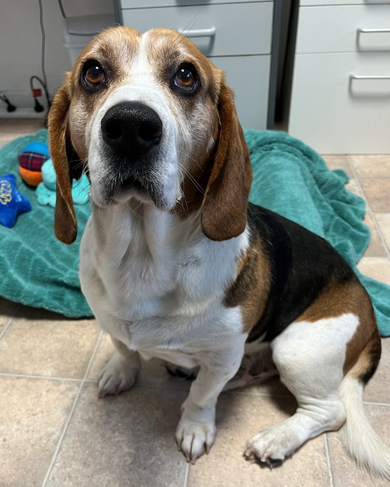 Basil sitting inside waiting for a treat