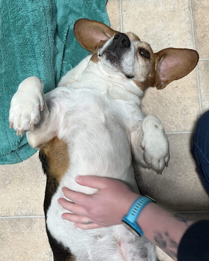 Basil lying on his back for some belly rubs