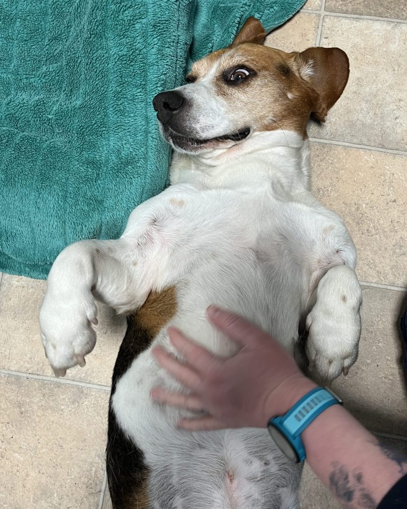Basil lying on his back for some belly rubs