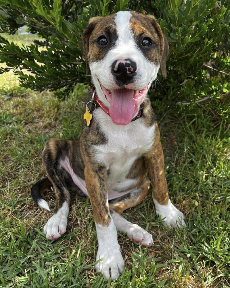 Sampson sitting outside in front of a shrub