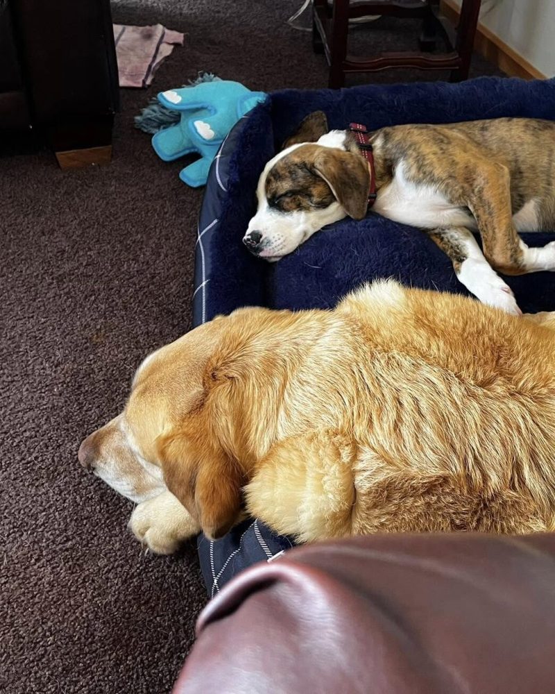 Sampson lying on a couch with his foster sister