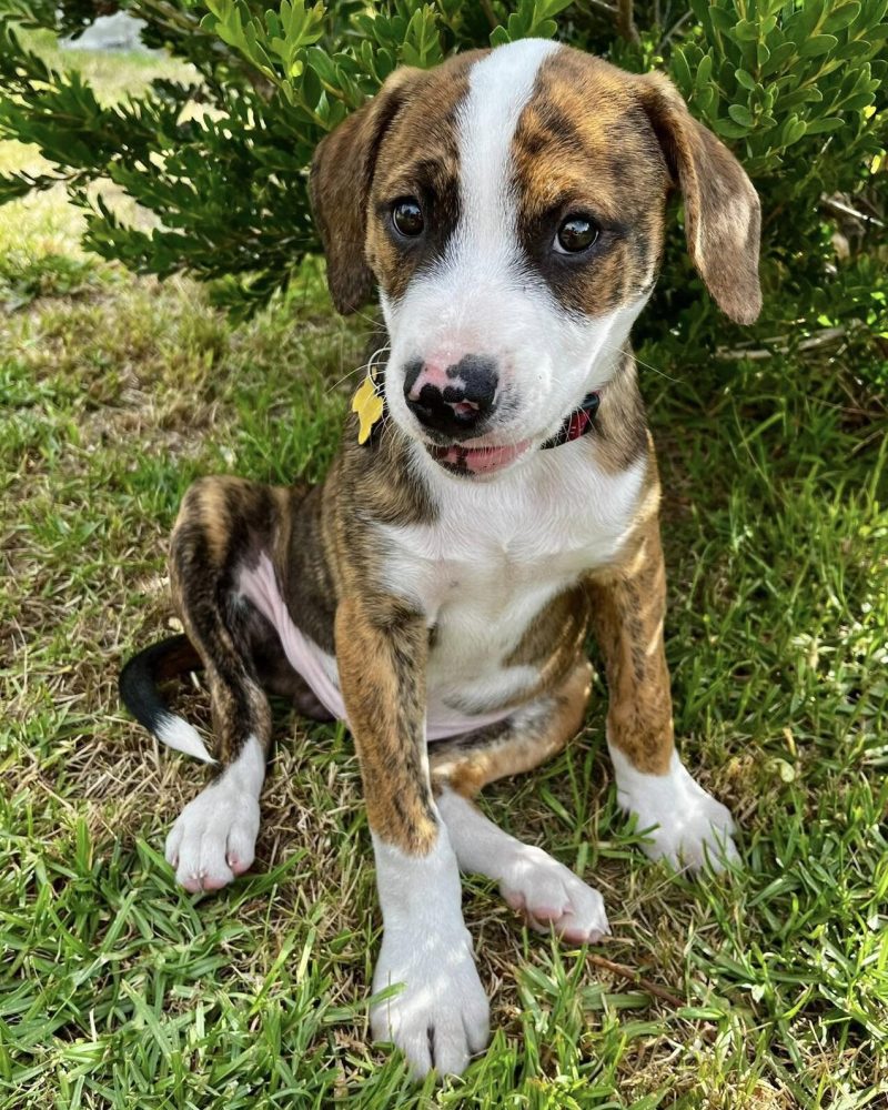 Sampson sitting outside in front of a shrub