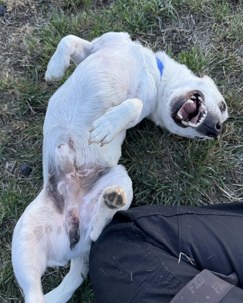 Aly rolling on the grass on his back