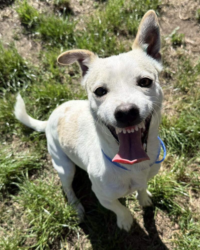 Aly sitting on the grass smiling with his teeth showing