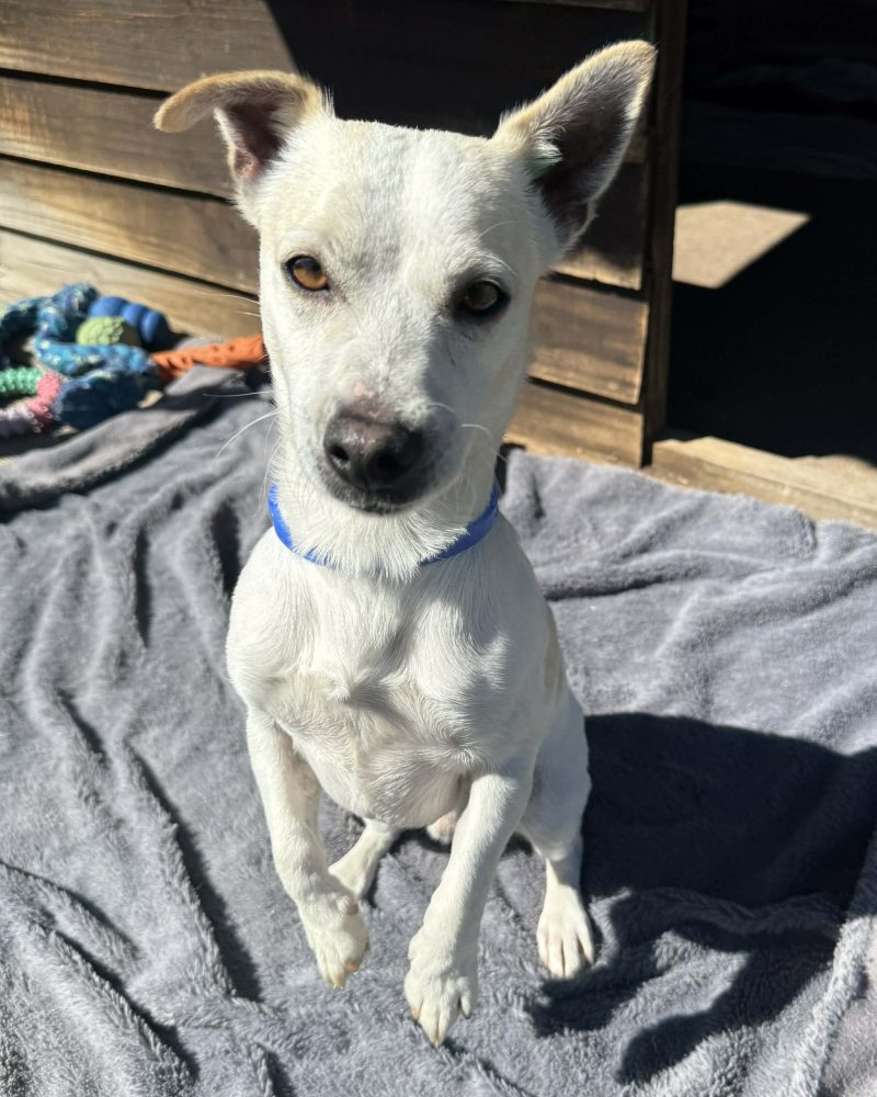Aly standing on his back legs like a meekat