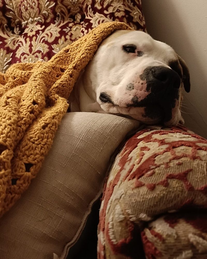 Apache snuggled on the couch under blankets