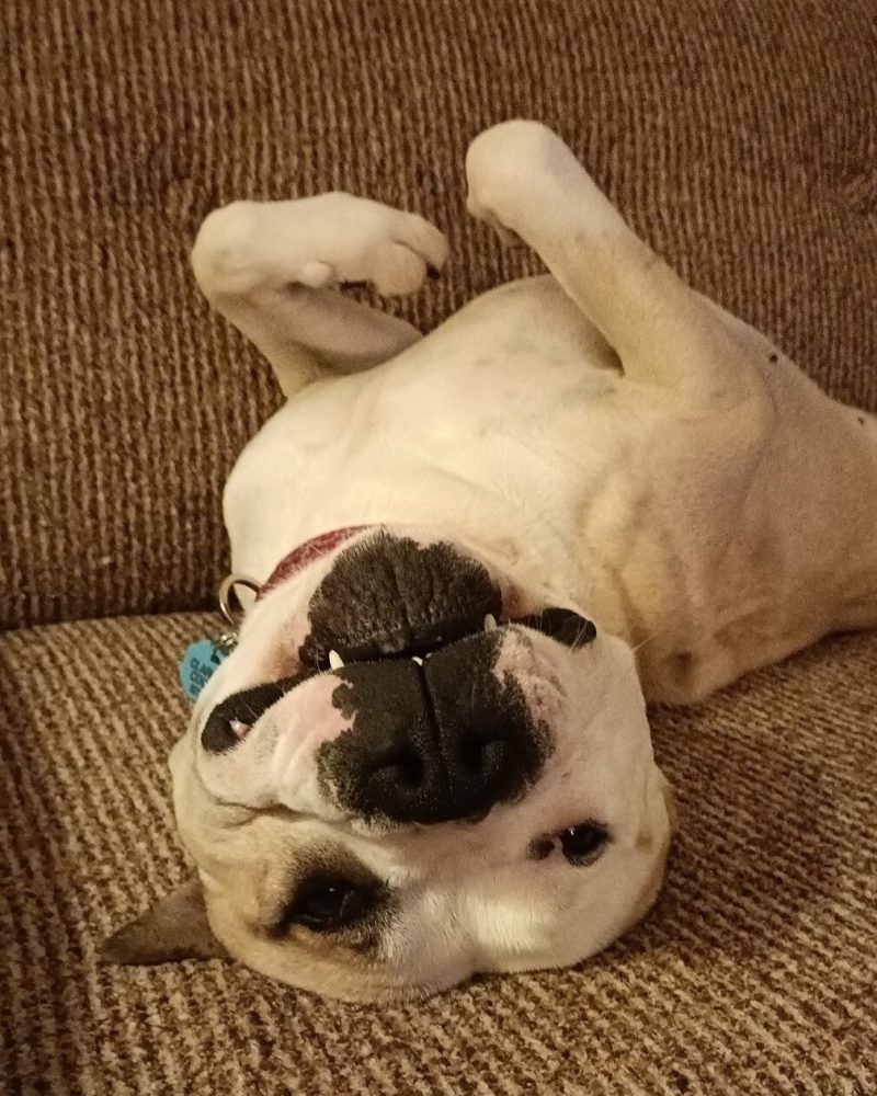 Apache lying upside down on the couch