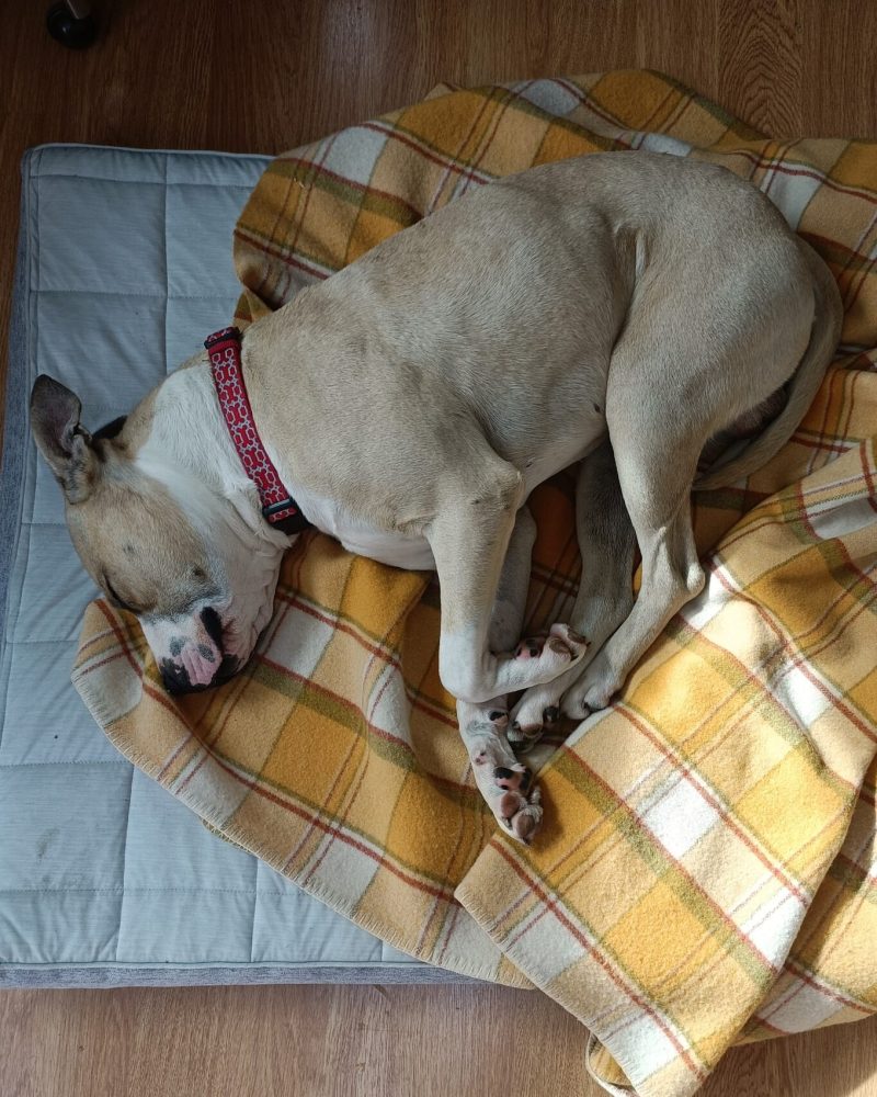 Apache curled up on a dog bed