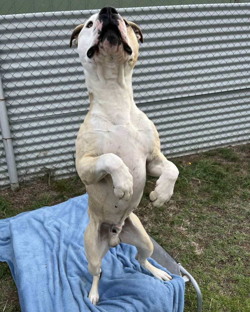 Apache standing on his back legs like a meerkat