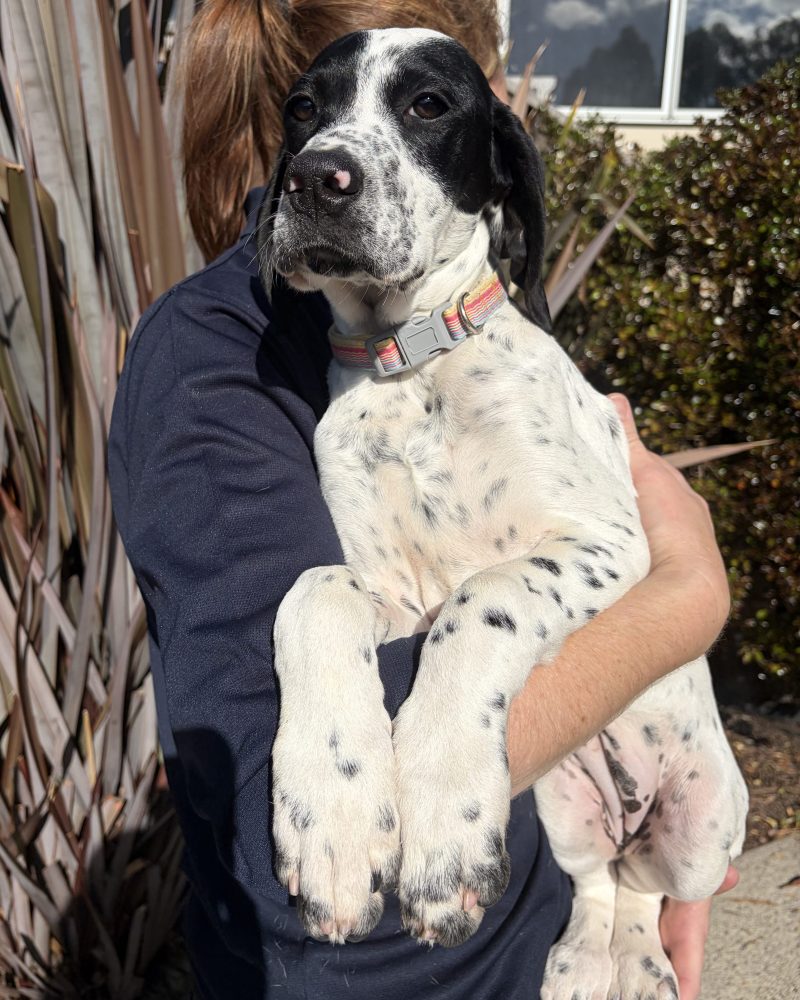 Apricot enjoying a cuddle with staff in the sunshine