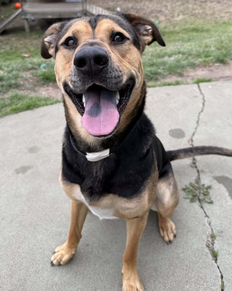 Arlo sitting outside looking happy