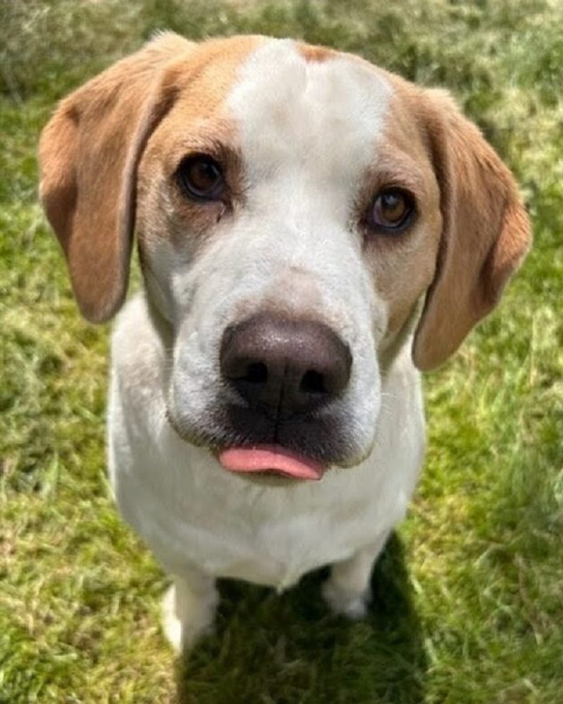 Arlo sitting and making cute puppy-dog eyes with a little tongue blep