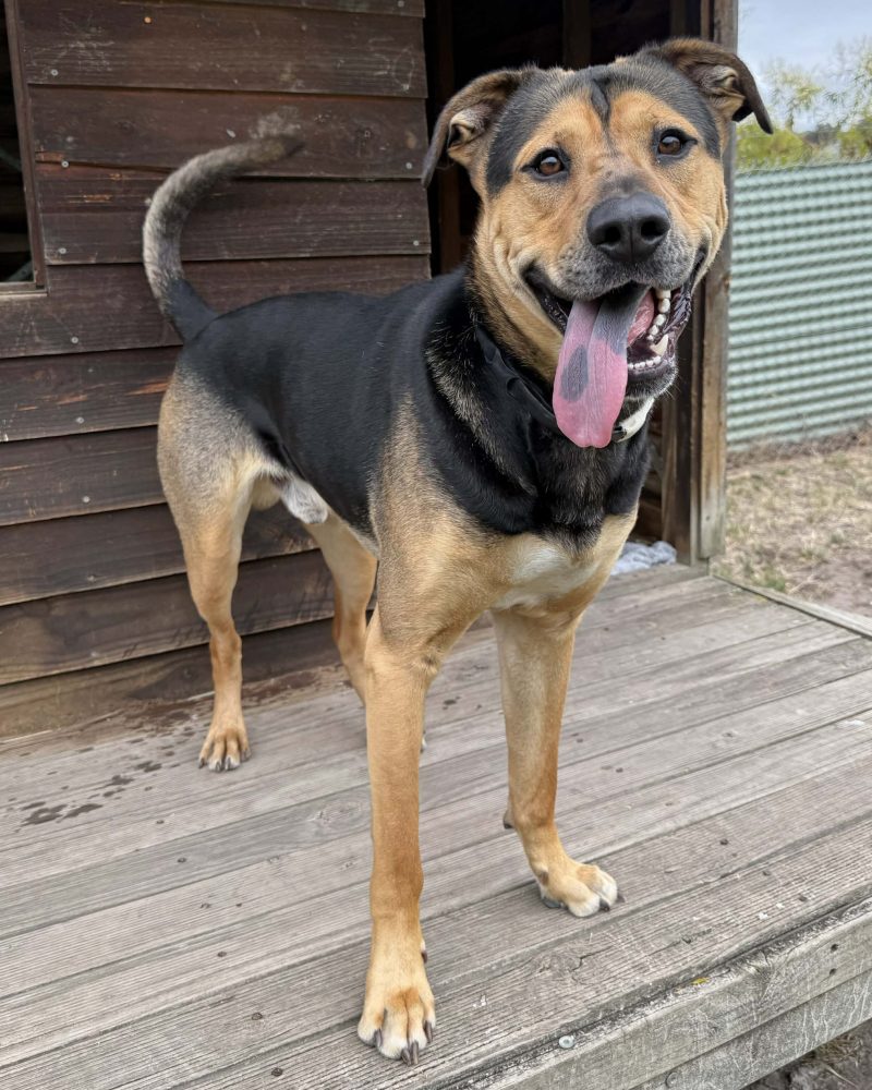Arlo standing outside a kennel looking happy