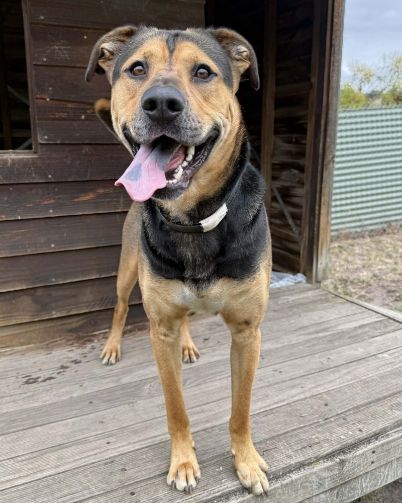 Arlo standing outside a kennel looking happy