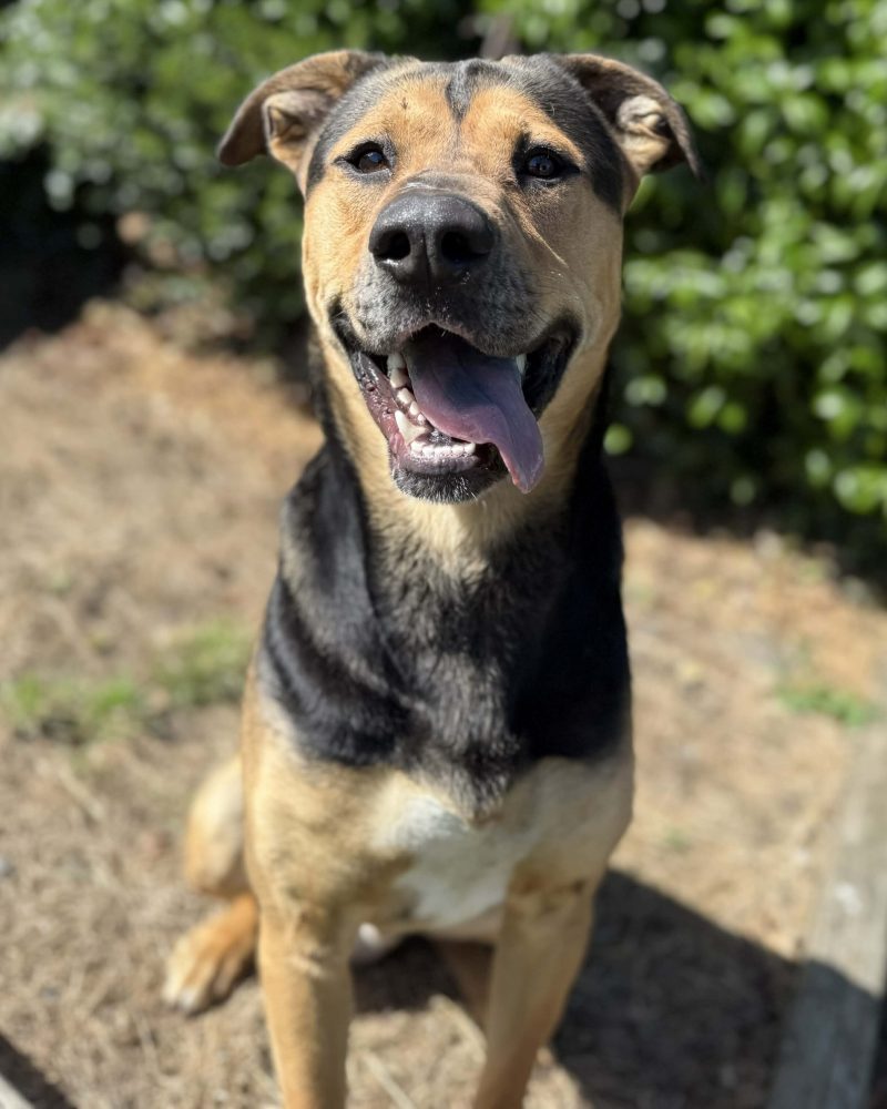 Arlo sitting outside looking happy