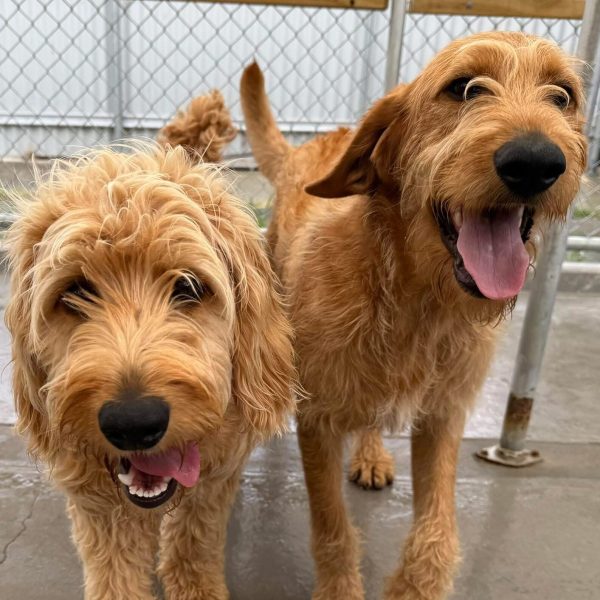 Aslan and Ursa close up