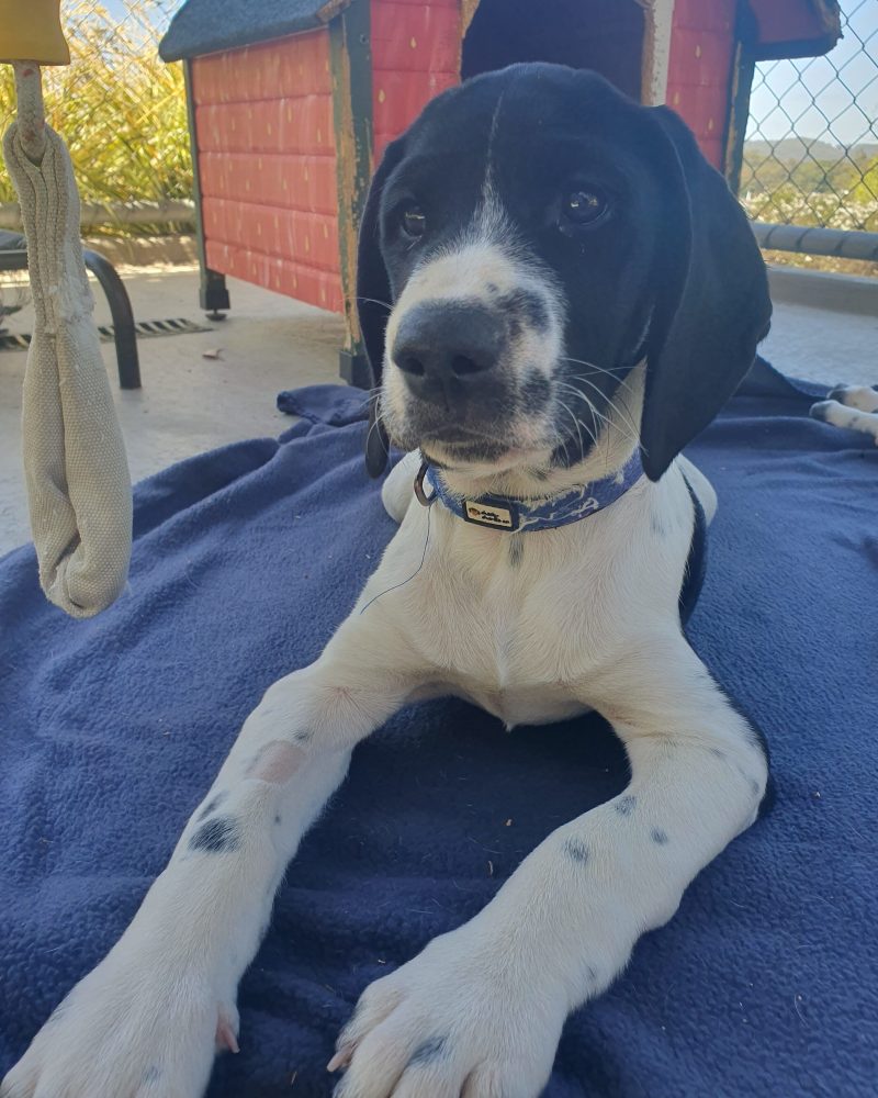 Aswan lying on a blanket ready for a treat