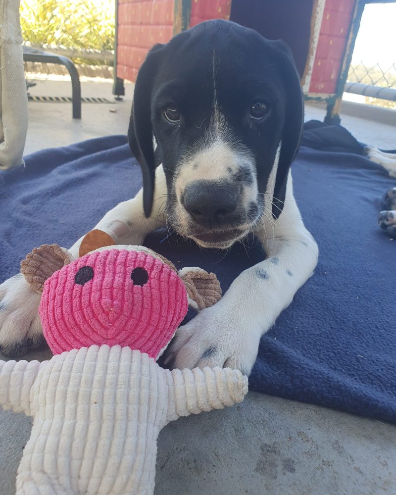 Aswan ready to play with his toy with a goofy expression