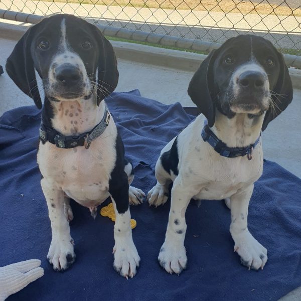 Aswan and Seven close up