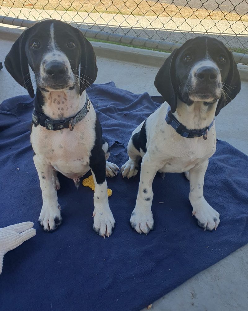 Aswan and Seven sitting together ready for a treat