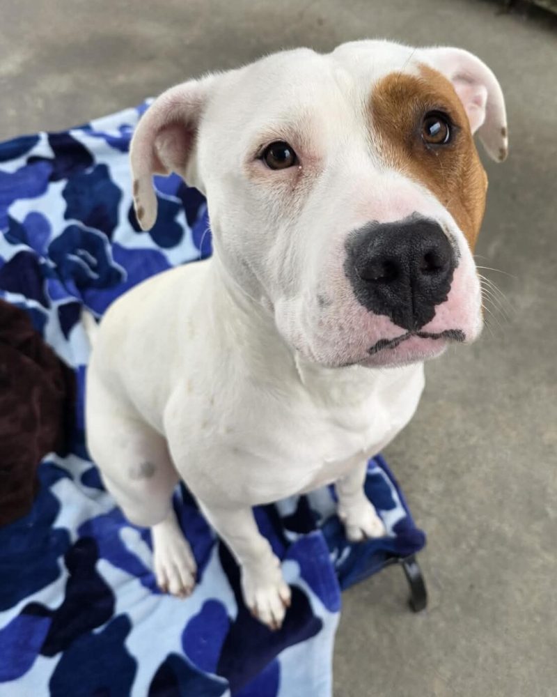 Athena sitting on a dog bed
