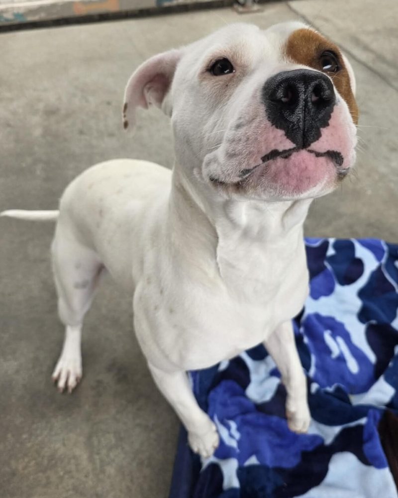 Athena with her front paws on a dog bed and one paw up