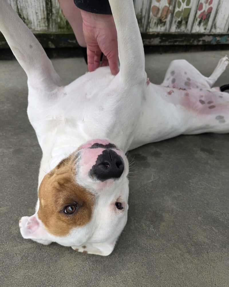 Athena lying on her back having a belly scratch