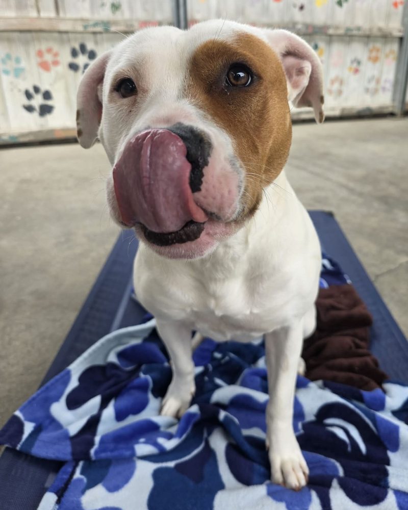 Athena sitting on a dog bed licking her mouth