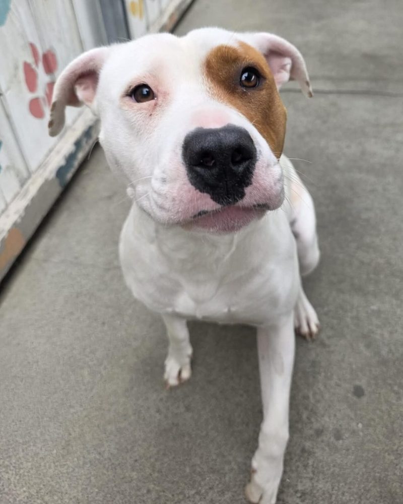 Athena sitting outside with one paw up
