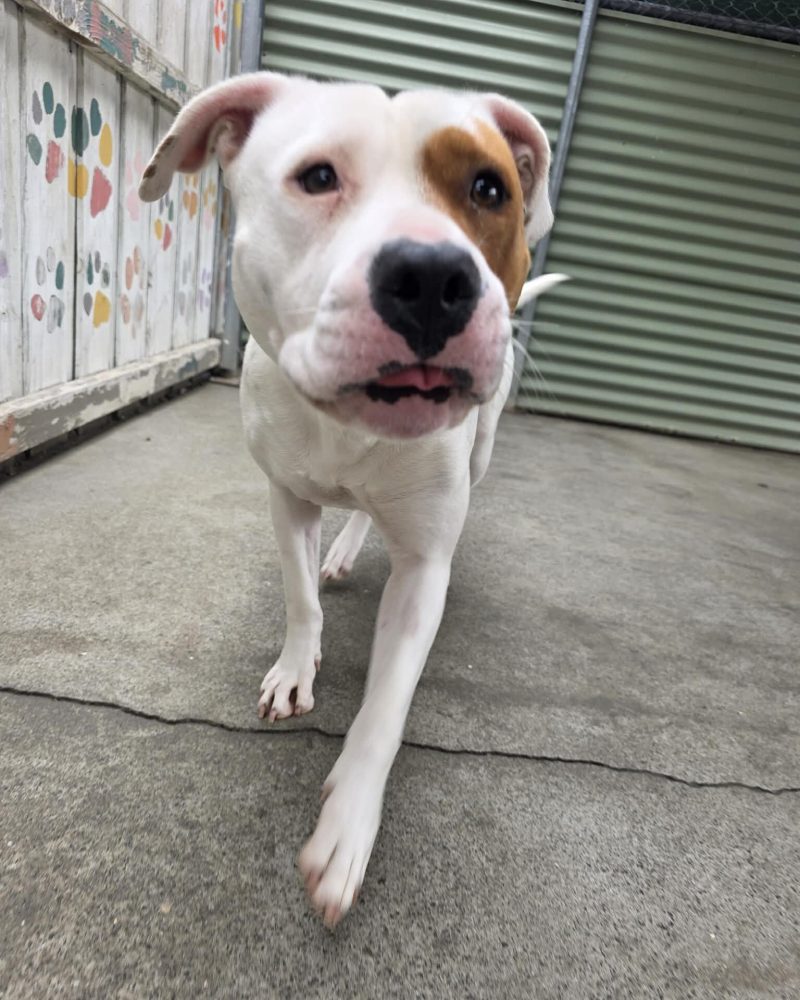 Athena walking towards the camera looking goofy