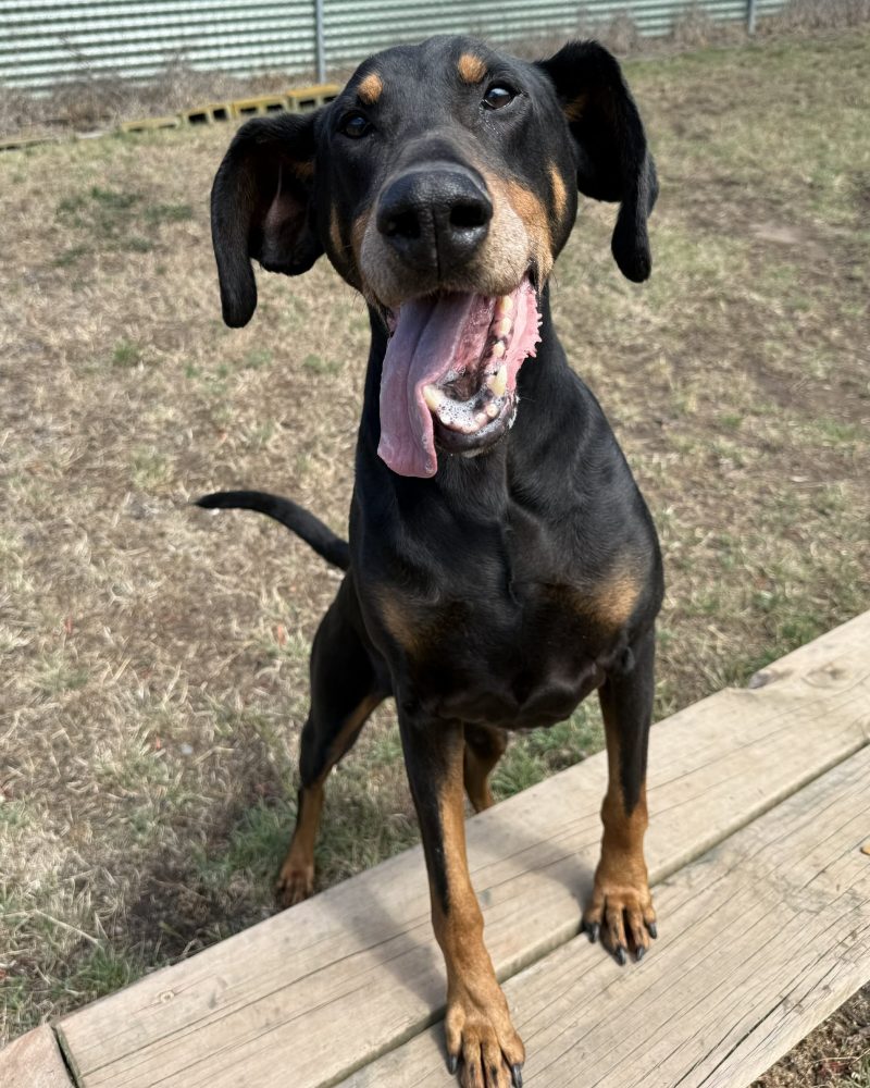 Atticus outside with his front paws on a bench looking at the camera