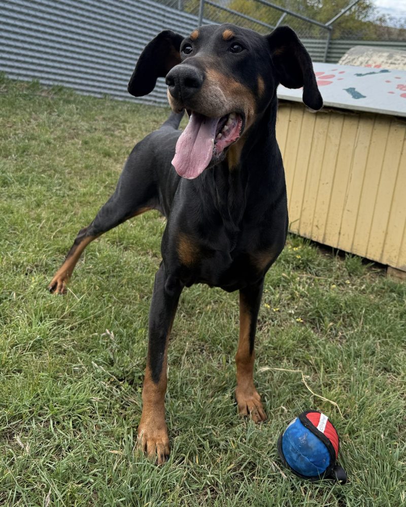 Atticus standing outside with a toy nearby