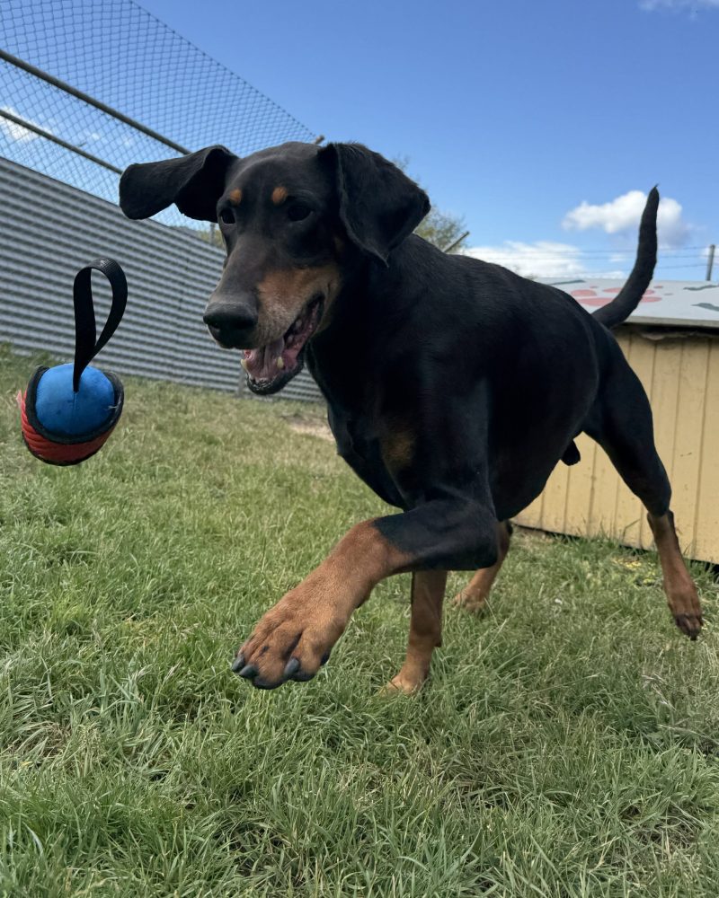 Atticus chasing a toy