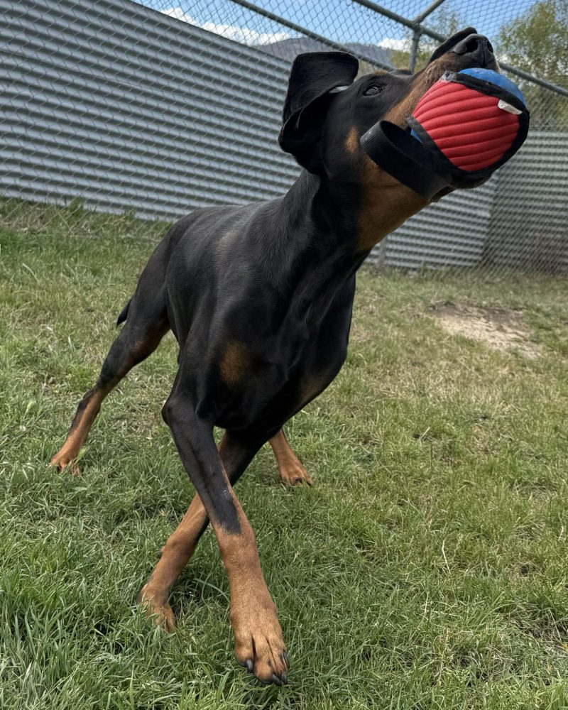 Atticus playing with a toy