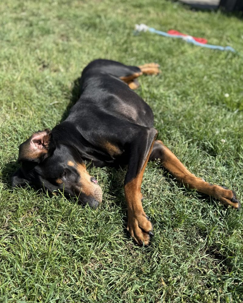 Atticus rolling on the grass