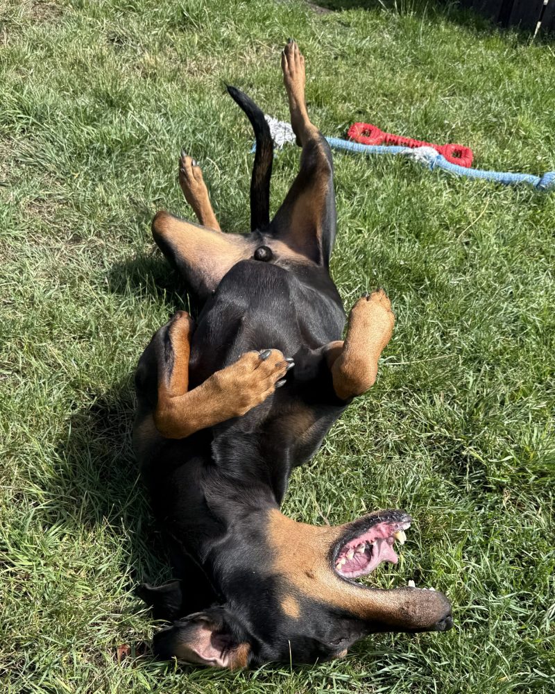 Atticus on his back rolling on the grass