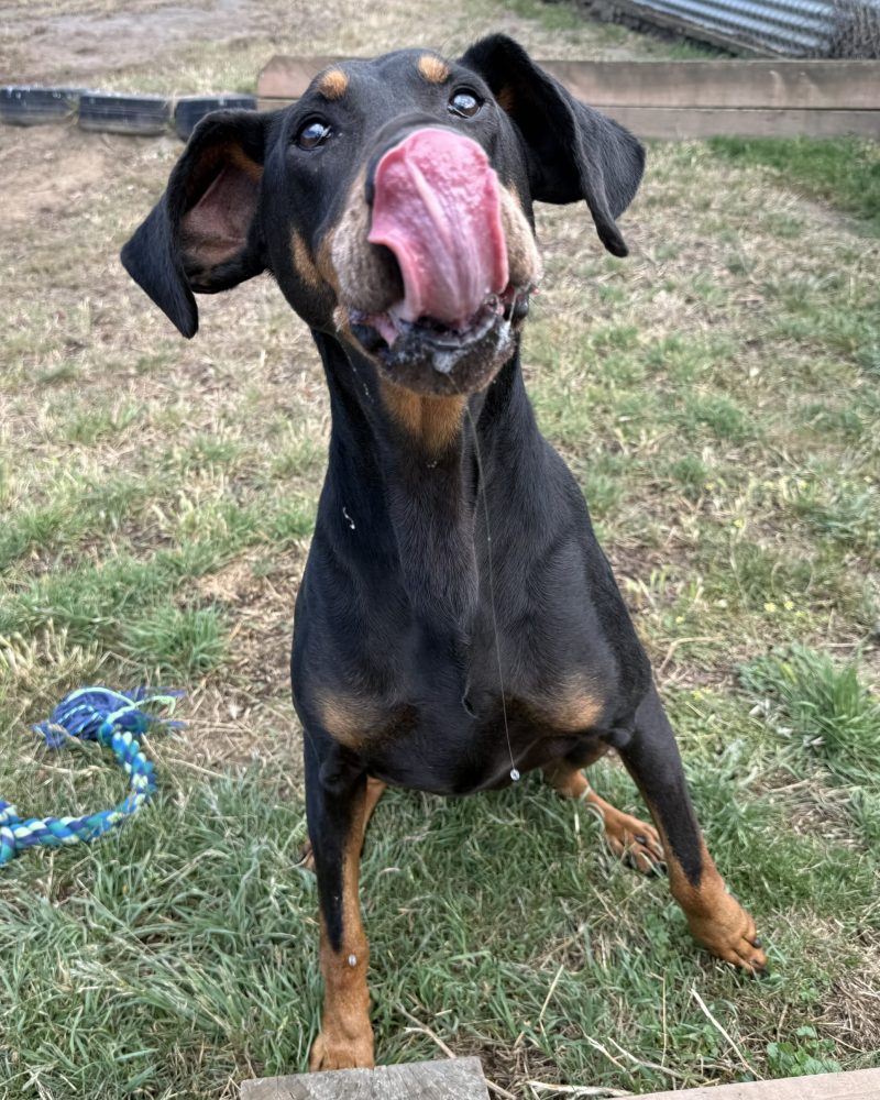 Atticus outside licking his nose