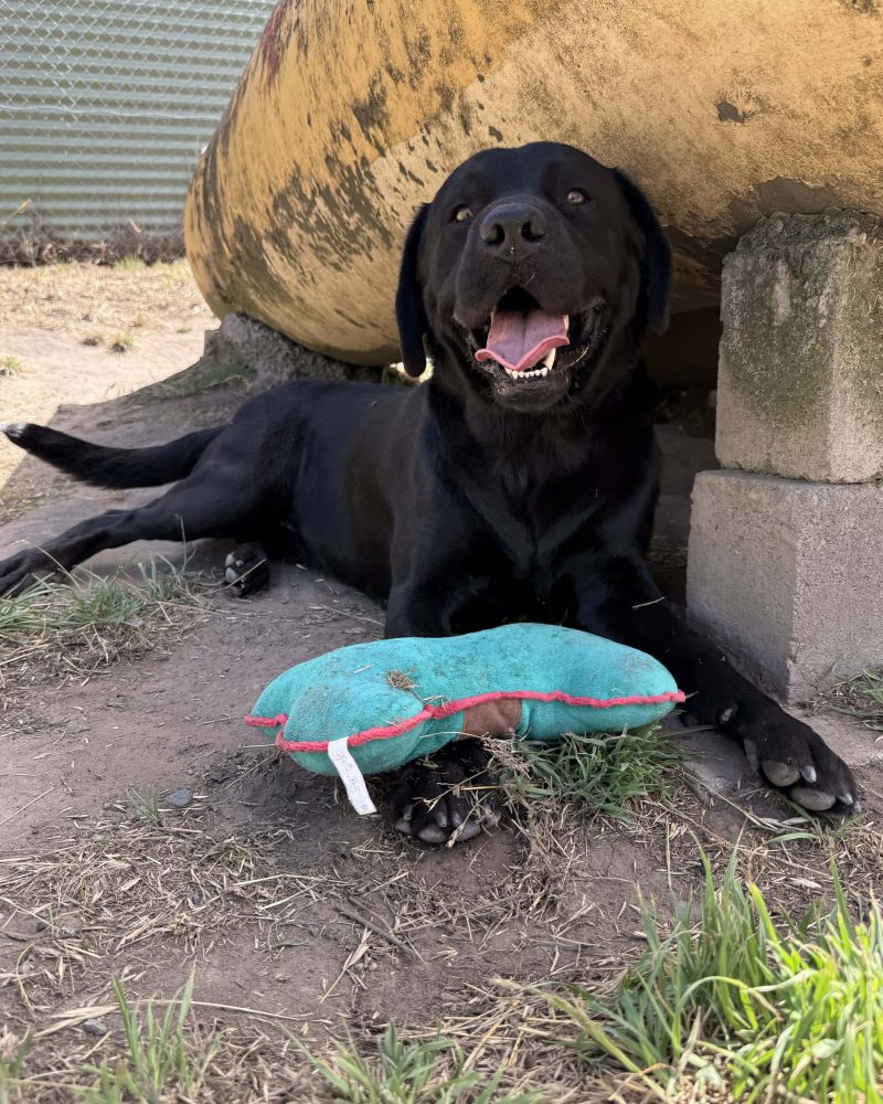 Bandit lying down outside with a toy in front of him