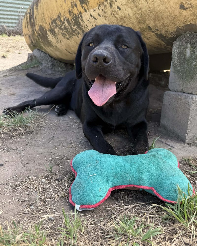 Bandit lying down outside with a toy in front of him