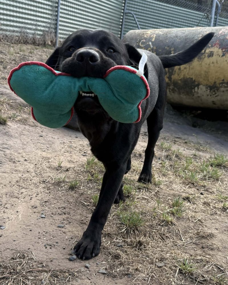 Bandit walking around carrying a toy in his mouth