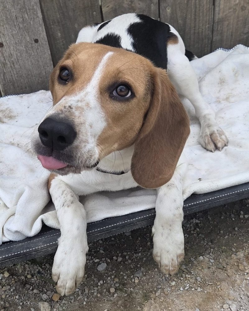 Beanie lying on a dog bed with a little tongue blep